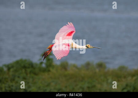 Roseate Spoonbill (Ajaia ajaja) battenti Foto Stock