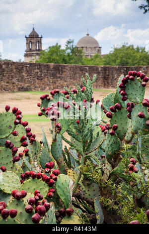 Ficodindia Cactus presso la missione di San Jose di San Antonio Foto Stock