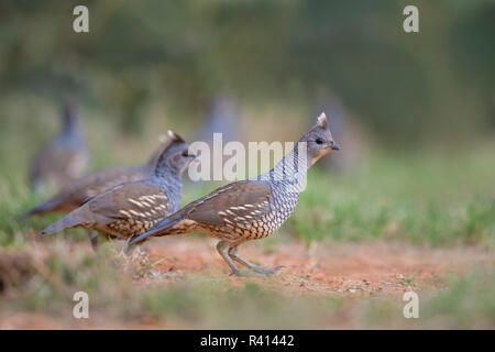 Scalato Quaglia (Callipepla squamati) covey in alimentazione habitat prativi Foto Stock