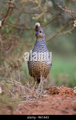 Scalato Quaglia (Callipepla squamati) alimentazione in habitat prativi Foto Stock