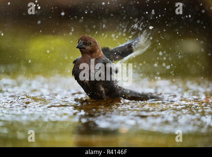 Marrone-guidato Cowbird (Molothrus ater), maschi adulti per la balneazione, Hill Country, Texas, Stati Uniti d'America Foto Stock