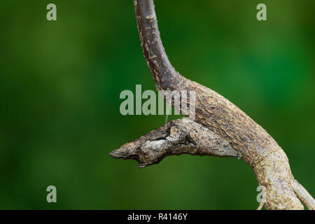 A coda di rondine gigante (Papilio Cresphontes), crisalide, rotto il ramo mimica, Hill Country, Texas, Stati Uniti d'America Foto Stock