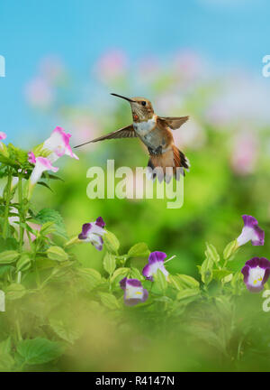 Rufous Hummingbird (Selasphorus Rufus), giovane maschio sul triangolo di fioritura del fiore (Torenia fournieri), Hill Country, Texas, Stati Uniti d'America Foto Stock