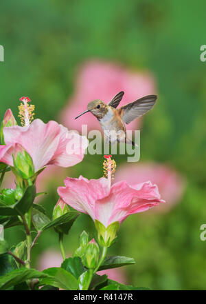 Rufous Hummingbird (Selasphorus Rufus), giovane maschio su fioritura di fiori di ibisco, Hill Country, Texas, Stati Uniti d'America Foto Stock