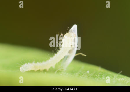 Assonnato arancione (Eurema nicippe), appena tratteggiato mangiare caterpillar caso di uovo, Texas, Stati Uniti d'America Foto Stock