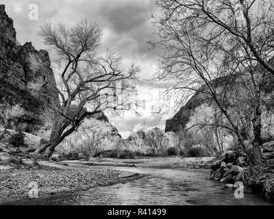 Stati Uniti d'America, Utah. Parco Nazionale di Zion, fiume vergine e Cottonwoods in inverno Foto Stock