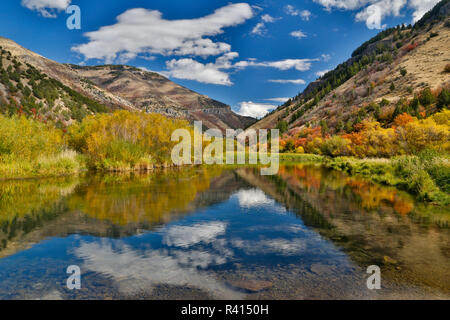 Cottonwoods, acero e alberi di quercia in autunno a colori lungo il fiume di Logan, Utah, nelle montagne Wasatch Foto Stock