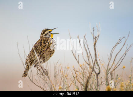 Stati Uniti d'America, Utah, Antelope Island. Western Meadowlark canta da un pesce persico sagebrush in primavera. Foto Stock