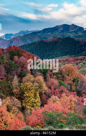 Brillante caduta delle foglie nei pressi di Midway e Heber Valley, Utah Foto Stock