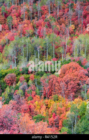 Brillante caduta delle foglie nei pressi di Midway e Heber Valley, Utah Foto Stock