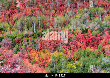 Brillante caduta delle foglie nei pressi di Midway e Heber Valley, Utah Foto Stock