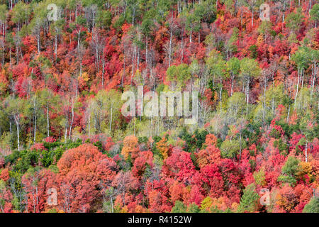 Brillante caduta delle foglie nei pressi di Midway e Heber Valley, Utah Foto Stock