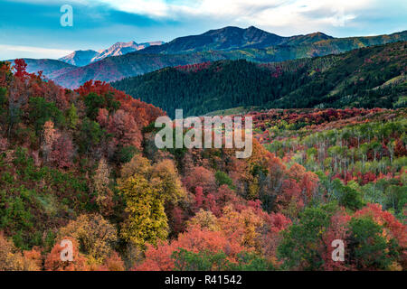 Brillante caduta delle foglie nei pressi di Midway e Heber Valley, Utah Foto Stock