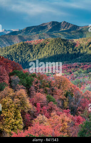 Brillante caduta delle foglie nei pressi di Midway e Heber Valley, Utah Foto Stock