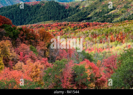 Brillante caduta delle foglie nei pressi di Midway e Heber Valley, Utah Foto Stock