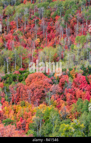 Brillante caduta delle foglie nei pressi di Midway e Heber Valley, Utah Foto Stock