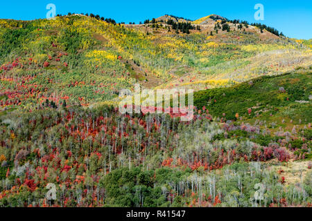 Brillante caduta delle foglie nei pressi di Midway e Heber Valley, Utah Foto Stock