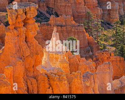 Utah, Bryce Canyon National Park. Queens Garden, Queen Victoria formazione Foto Stock