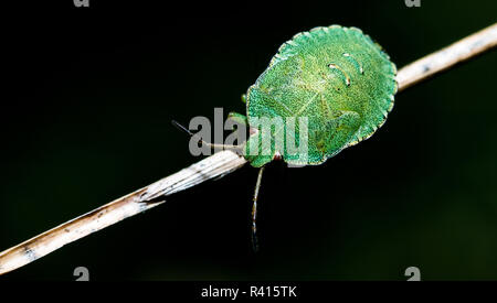 Una larva di green stink bug in vista ravvicinata. Foto Stock