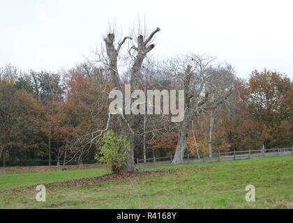 Terreni del Castello di Leeds, Kent Foto Stock