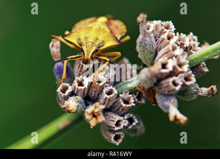 Macro frutta settentrionale bug aspira a lavanda Foto Stock