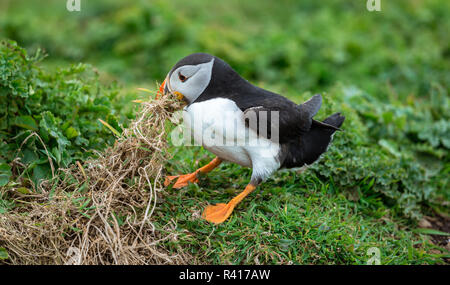 Puffini, Atlantic Puffin (Fratercula arctica) tirando su erba secca con il suo becco per raccogliere il materiale di nidificazione sull'isola scozzese di lunga.Paesaggio Foto Stock