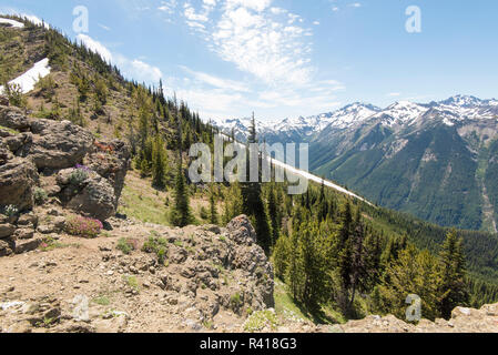 Stati Uniti d'America, nello Stato di Washington, Olympic National Forest fiori selvatici si aggrappano alle rocce di marmotta Pass si affacciano Foto Stock
