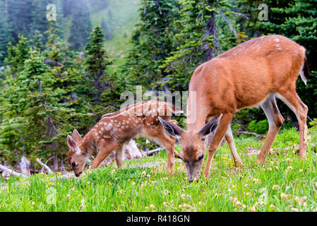 Stati Uniti d'America, nello Stato di Washington, il Parco Nazionale di Olympic doe e fawn pascolano nei prati di fiori selvaggi Foto Stock