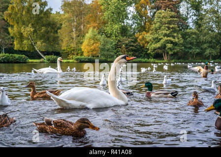 Cigni e anatre in acqua Foto Stock