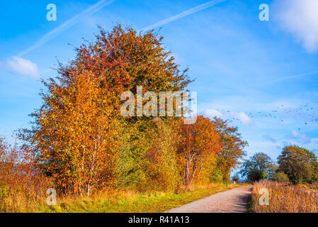 Il percorso attraversa un paesaggio autunnale Foto Stock