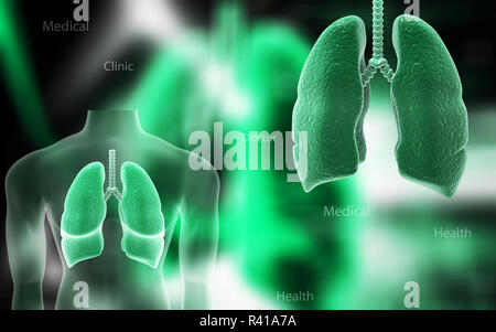 Polmoni umani Foto Stock