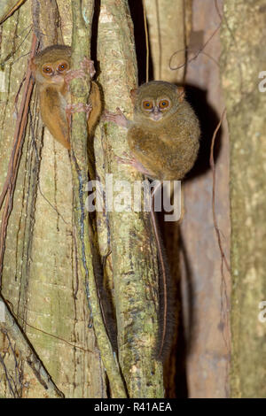 Tarsius spectrum,Tangkoko National Park, Sulawesi Foto Stock