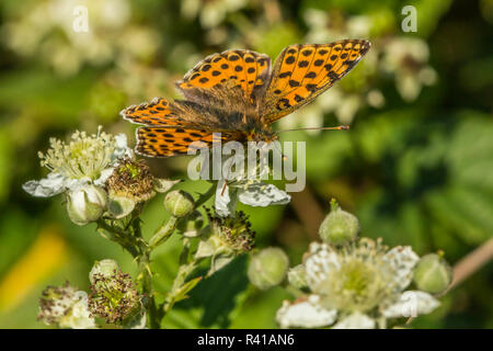 Piccola madre perla butterfly (issoria lathonia) Foto Stock