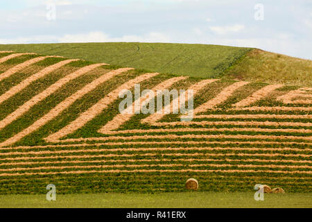 Balle di fieno nel campo di rotolamento, Palouse regione dello Stato di Washington orientale. Foto Stock