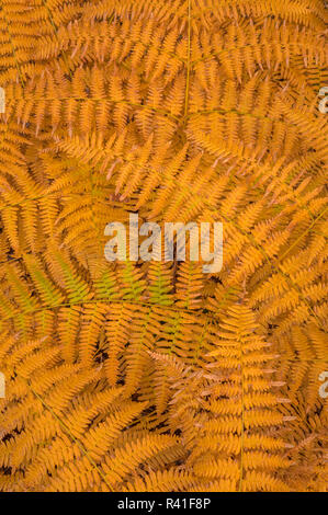 Stati Uniti d'America, nello Stato di Washington, Seabeck. Bracken felci in autunno. Foto Stock