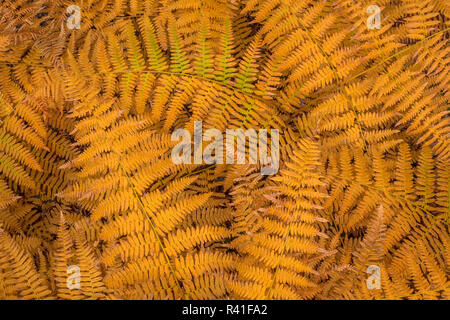 Stati Uniti d'America, nello Stato di Washington, Seabeck. Bracken felci in autunno. Foto Stock