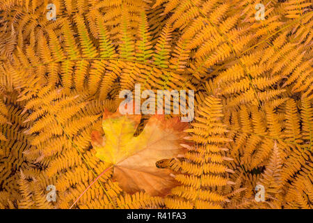 Stati Uniti d'America, nello Stato di Washington, Seabeck. Bracken felci e foglie di acero in autunno. Foto Stock