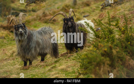 Wild o capre selvatiche nelle Highlands della Scozia, Regno Unito. Un non nativo specie domestiche che è diventata selvatica e liberamente in roaming le Highlands e le isole. Foto Stock