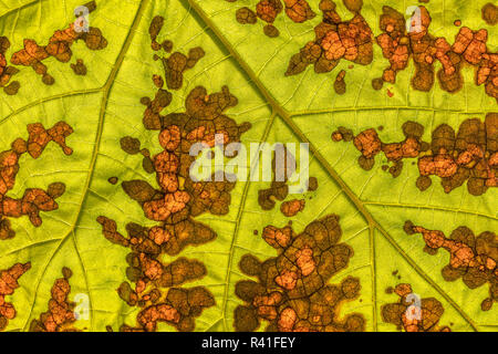 Stati Uniti d'America, nello Stato di Washington, Seabeck. Dettaglio della foglia d'albero girando di Autunno a colori. Foto Stock