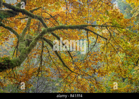 Stati Uniti d'America, nello Stato di Washington, Seabeck. Bigleaf alberi di acero in Guillemot Cove Nature Preserve. Foto Stock