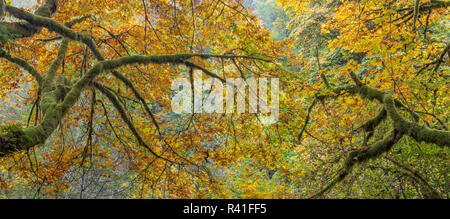 Stati Uniti d'America, nello Stato di Washington, Seabeck. Bigleaf alberi di acero composito panoramico. Foto Stock