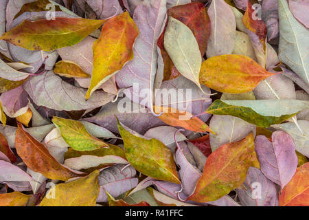 Stati Uniti d'America, nello Stato di Washington, Seabeck. Caduto sanguinello lascia close-up. Foto Stock