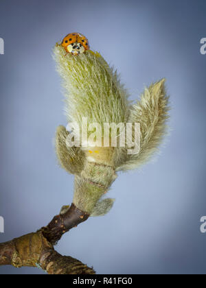 Stati Uniti d'America, nello Stato di Washington, Seabeck. Lady bug su magnolia flower bud. Foto Stock