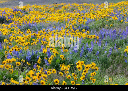 La primavera fiorisce con campi di massa di lupino, Arrowleaf Balsamroot vicino Dalles Mountain Ranch State Park, nello Stato di Washington Foto Stock