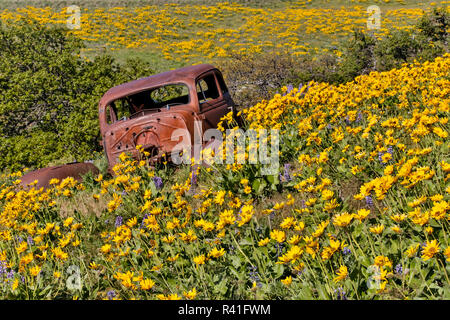 Auto abbandonate, primavera fiorisce con campi di massa di lupino, Arrowleaf Balsamroot vicino Dalles Mountain Ranch State Park, nello Stato di Washington Foto Stock