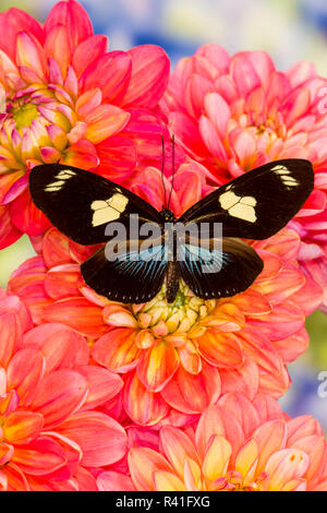 Farfalle tropicali Heliconius doris su Dalie Foto Stock