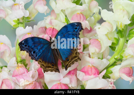 Il velluto blu butterfly, salumi temora sulla bocca di leone rosa fiori Foto Stock