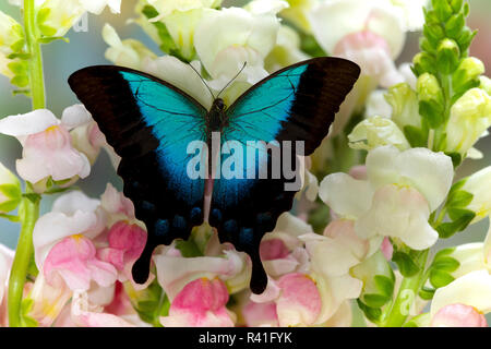 Tropical a coda di rondine, Butterfly Papilio Pericle in rosa fioritura bocche di leone Foto Stock