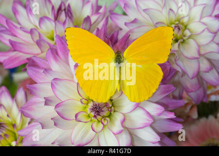 Zolfo senza nuvole Butterfly, Phoebis Sennae, su Dahlia Foto Stock