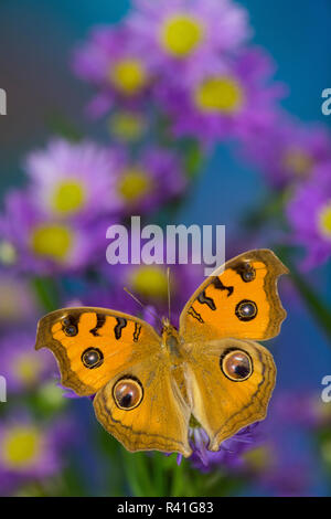 Peacock pansy, Junonia almana trovata nel sud-est asiatico in appoggio sulla fioritura aestri. Foto Stock